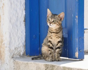 Fototapeta premium Cute young tabby stray cat in Greece sitting in front of a blue door