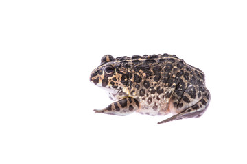Bulldog frog seen from the side isolated at a white background