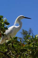 Braunpelikan (Pelecanus occidentalis)