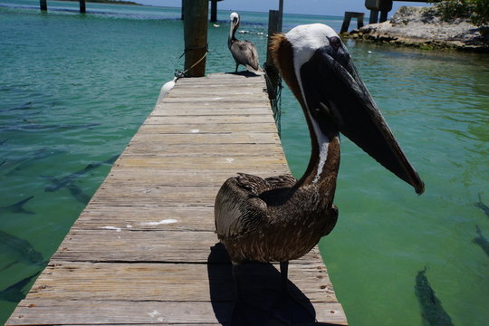 Braunpelikan (Pelecanus occidentalis)