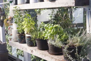 Herbs in the greenhouse