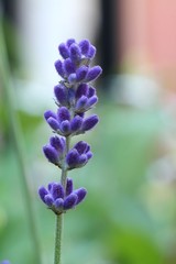 Lavender - Closeup