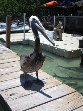 Braunpelikan (Pelecanus occidentalis)