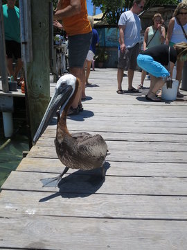 Braunpelikan (Pelecanus occidentalis)