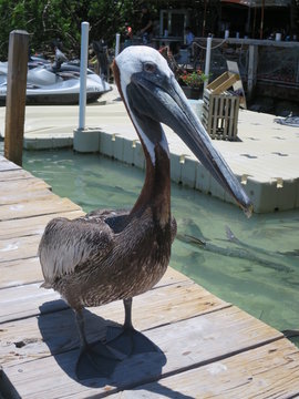 Braunpelikan (Pelecanus occidentalis)