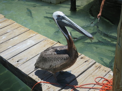 Braunpelikan (Pelecanus occidentalis)