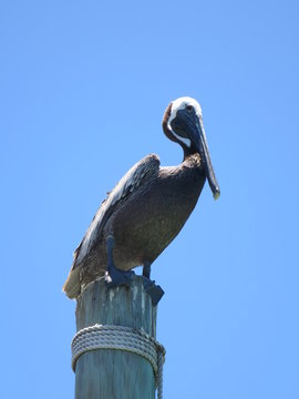 Braunpelikan (Pelecanus occidentalis)
