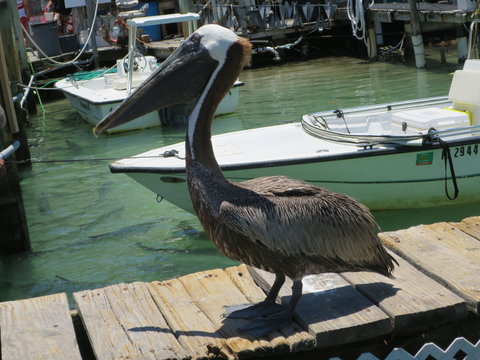 Braunpelikan (Pelecanus occidentalis)