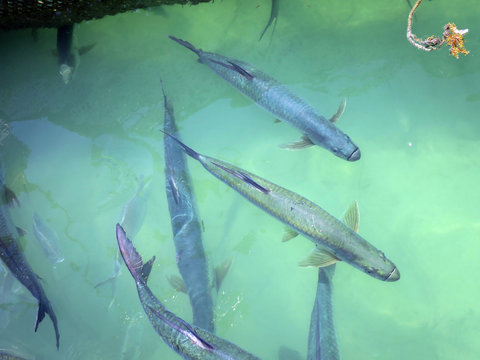 Atlantische Tarpun (Megalops atlanticus)
