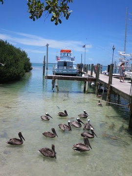 Braunpelikan (Pelecanus occidentalis)