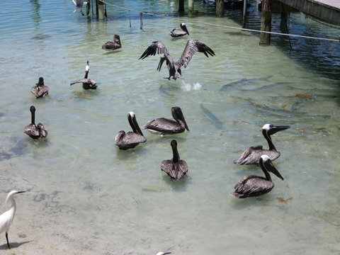 Braunpelikan (Pelecanus occidentalis)