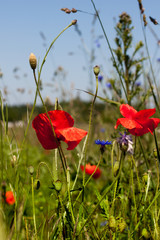 Sommerliche Blumenwiese