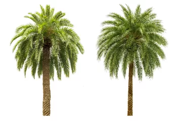 Crédence de cuisine en verre imprimé Palmier Palm tree isolated