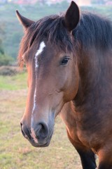 Obraz premium Horse on the meadow