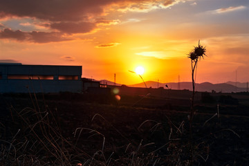 rural landscape in sunset