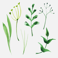 Set of vector watercolor herbs and leaves