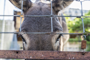 Donkey looking at camera
