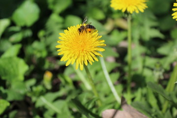 Honey bee collecting pollen on a yellow dandelion. Visible pollen on the legs of a bee.
