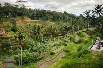 Terrace rice fields in Tegallalang, Ubud on Bali, Indonesia.
