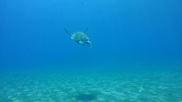 green sea turtle (Chelonia mydas) swims over a sandy bottom 