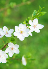 Obraz premium Plum flower