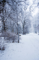 Winter park covered with fresh white snow