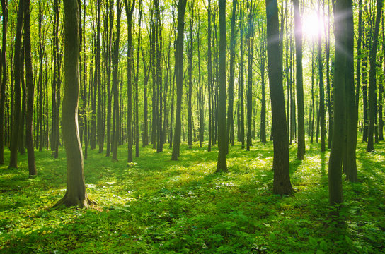 Fototapeta forest in spring