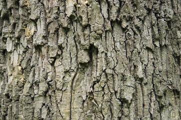 Tree bark