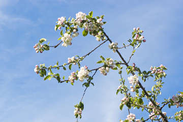 Apple tree flowers on branches