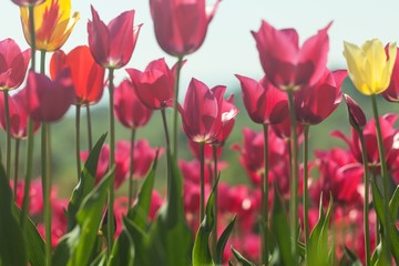 Individuality, Standing Out From The Crowd, Tulip.