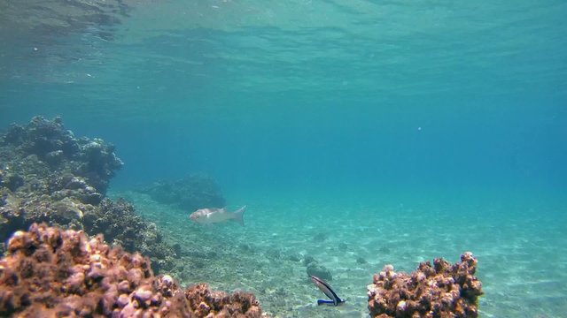 Sabre-toothed blenny cleaning Fringelip mullet , Red sea, Marsa Alam 