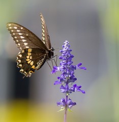 swallowtail butterfly on lavender flower.
