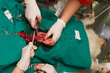 Surgical sterilization of dog in hospital