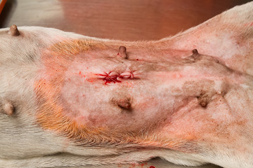 dog wound after operation