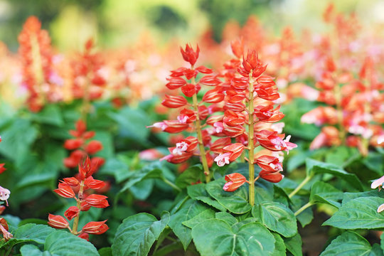 Red Salvia Farinacea  In Garden