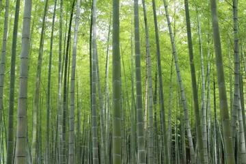 Naklejka premium las bambusowy