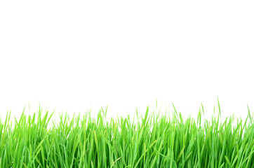 Green grass Isolated on white