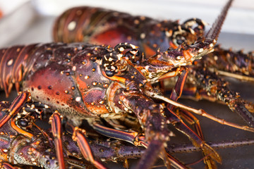Macro of lobster head