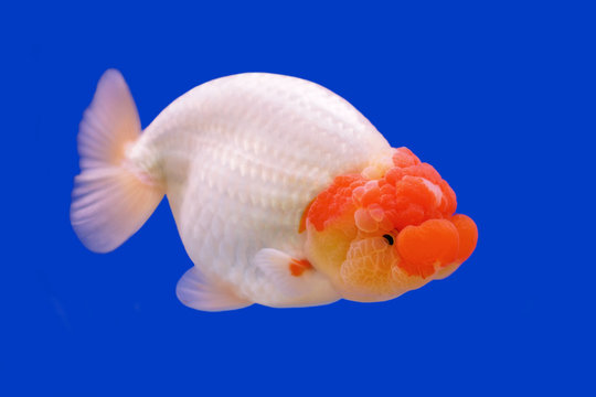 beautiful ranchu or lion head goldfish