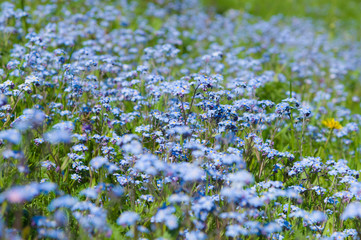 Blossom forget-me-not flowers field summertime background