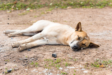Thai dog sleep
