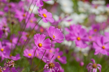 Soft focus on pink cosmos in the garden.