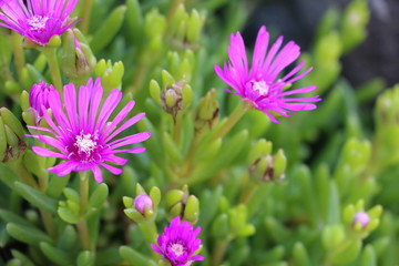  Lampranthus spectabilis
