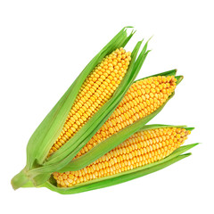 Corn