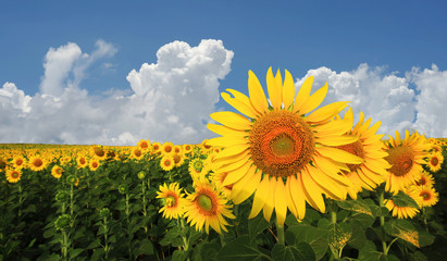 sunflower in the field with beautiful sky background
