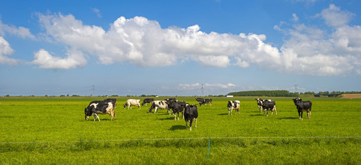 Herd of cows grazing in a green meadow in spring
