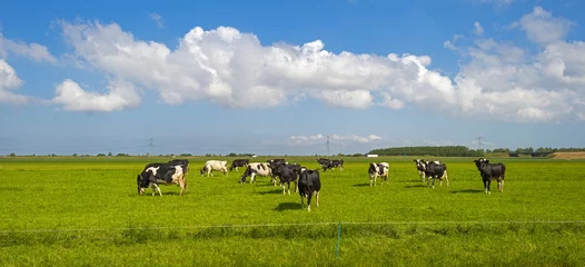 Gartenposter Kuh Herde von Kühen, die im Frühjahr auf einer grünen Wiese grasen