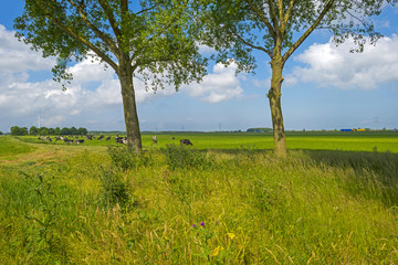 Herd of cows grazing in a green meadow in spring
