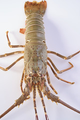 Lobster