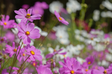Fototapeta na wymiar Soft focus on pink cosmos in the garden.